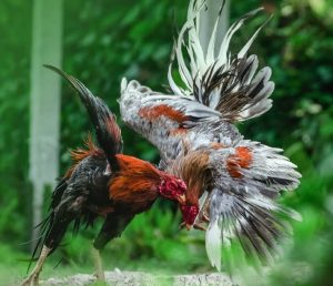 Sabung ayam