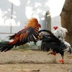 Mau Untung Hingga Jutaan? Main Sekarang Judi Sabung Ayam Deposit 10 Ribu!