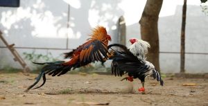 sabung ayam