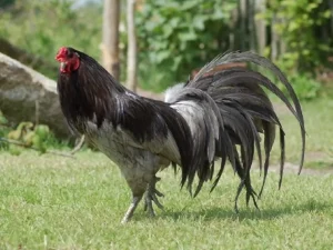sabung ayam 0819