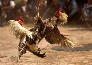Judi Sabung Ayam