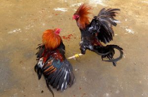 Sabung Ayam