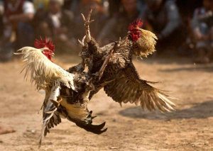 sabung-ayam0820