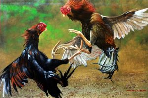 sabung ayam