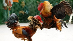 sabung ayam
