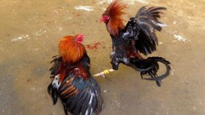 Apa Saja Trik Ampuh Selalu Menang Judi Sabung Ayam Hingga Jutaan Rupiah