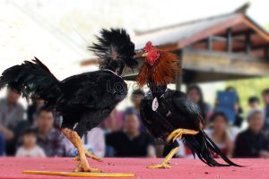 Kelebihan Dan Manfaat Bermain Judi Sabung Ayam Lewat Internet Akses 24 Jam