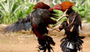 Sabung Ayam