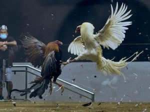 Sabung Ayam