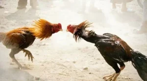Sabung Ayam