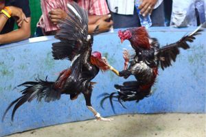 Sabung Ayam