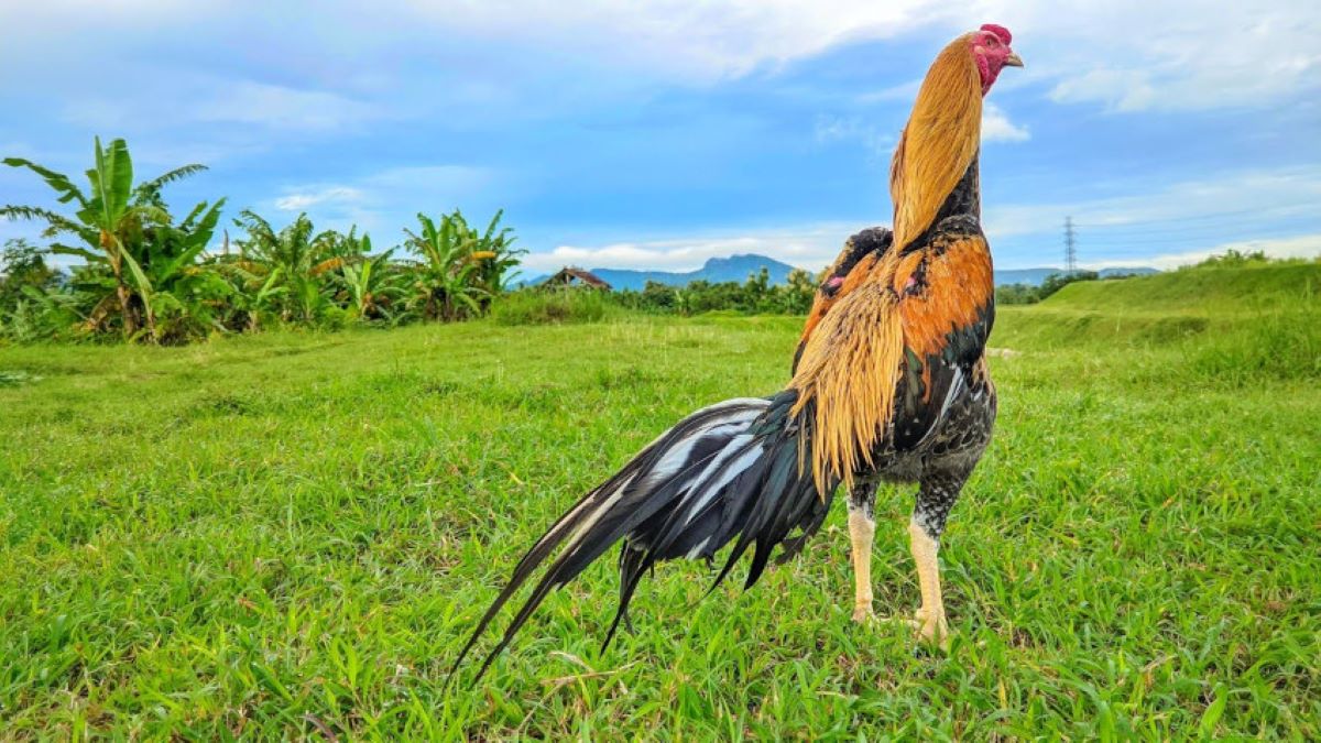 Gampang Main Sabung Ayam Streaming Modal Minim Cuan Terbesar Di Situs Terpercaya