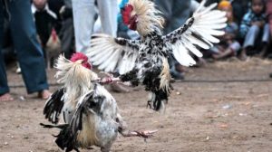 Sabung Ayam