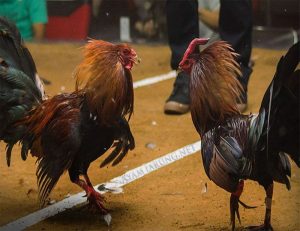 Sabung Ayam