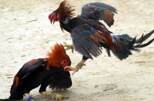 Sabung ayam