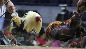 Menang Jutaan Pasang Taruhan Sabung Ayam Online Modal Cuma 10 Ribu