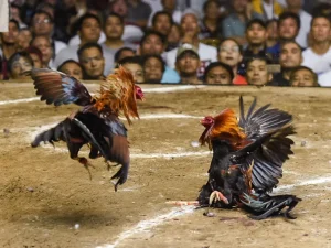 Sabung Ayam