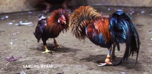 Sabung Ayam