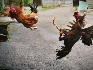 Sabung Ayam