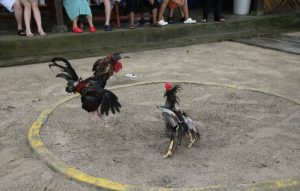 Sabung Ayam