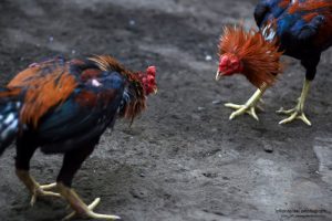 sabung ayam