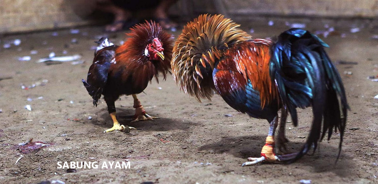 Sabung Ayam