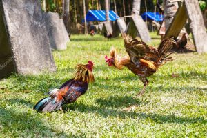 depositphotos_125234872-stock-photo-philippine-traditional-cockfighting-competition-on