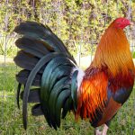Ingin Menang Sabung Ayam Untung Jutaan Dan Berbayar? Gabung Situs Resmi Terpercaya 2025!