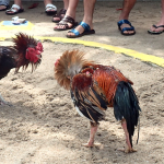 Main Judi Sabung Ayam Online Tips Ampuh Selalu Menang Di Agen Resmi 2025
