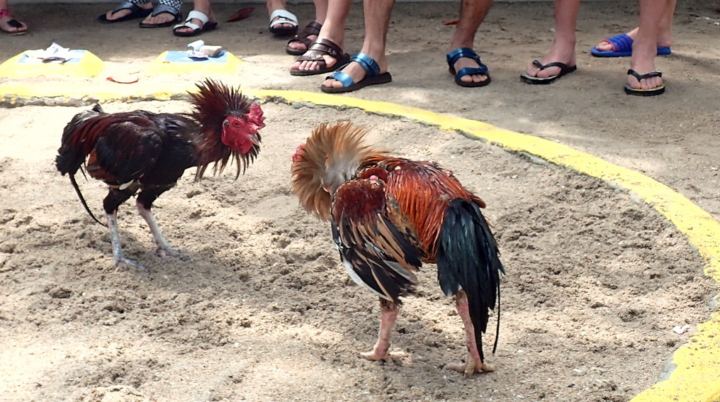 Sabung Ayam