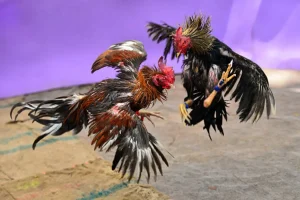 Sabung Ayam