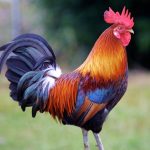 Trik Sederhana Menang Judi Sabung Ayam Yang Jarang Diketahui