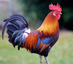 Sabung Ayam Resmi