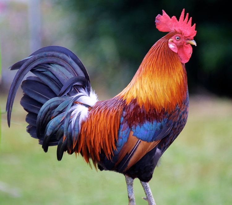 Sabung Ayam Resmi